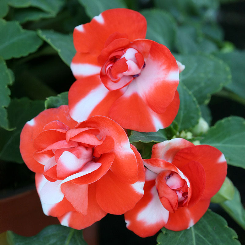 Impatiens Athena Mix F1 Seed