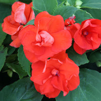 Impatiens Athena Mix F1 Seed