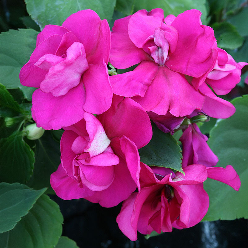 Impatiens Athena Mix F1 Seed