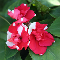 Impatiens Athena Mix F1 Seed