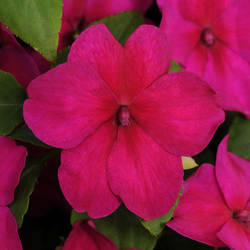 Impatiens Super Elfin XP Mix F1 Seed