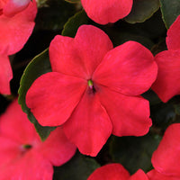 Impatiens Super Elfin XP Mix F1 Seed