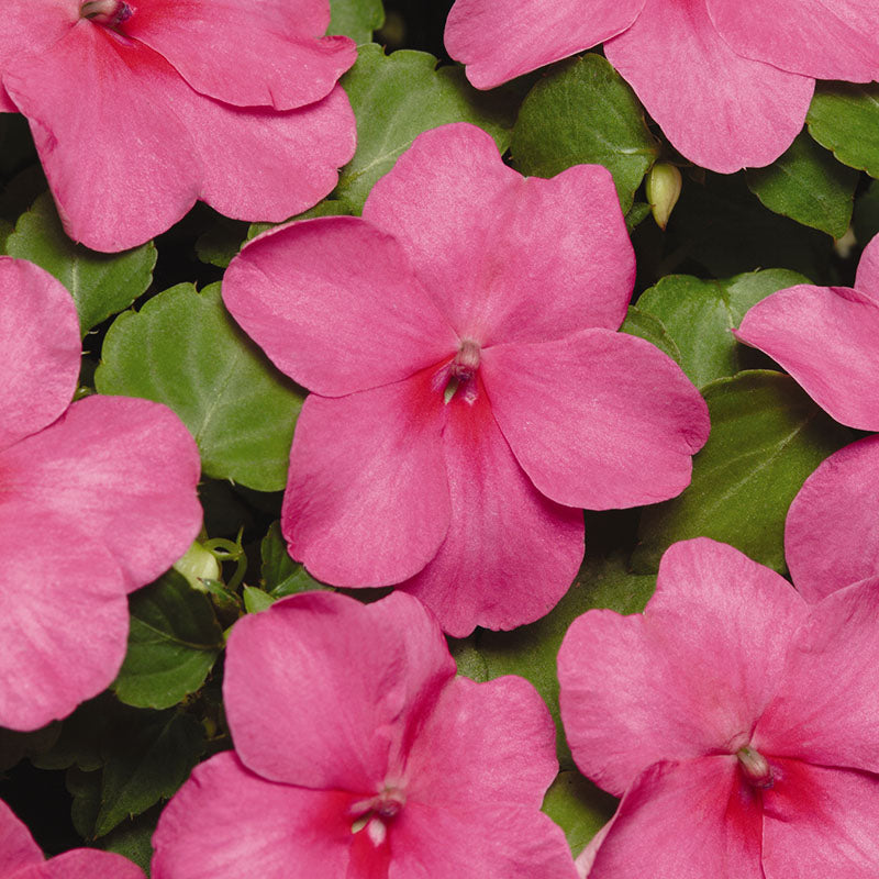 Impatiens Super Elfin XP Mix F1 Seed