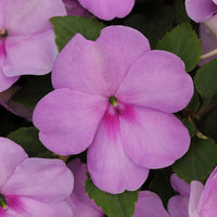 Impatiens Super Elfin XP Mix F1 Seed