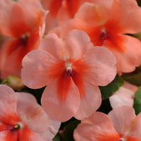 Impatiens Super Elfin XP Mix F1 Seed