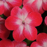 Impatiens Super Elfin XP Mix F1 Seed