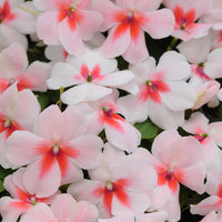 Impatiens Super Elfin XP Mix F1 Seed