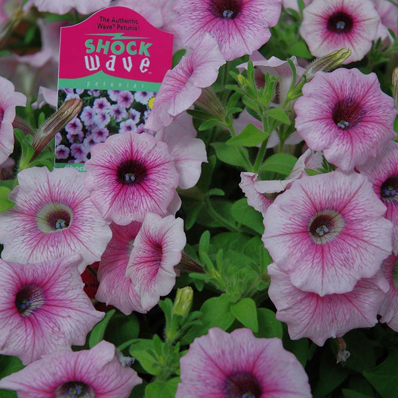 Petunia Shock Wave Pink Vein F1 Seed