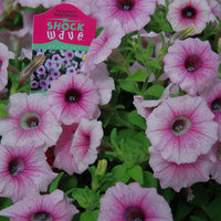 Petunia Shock Wave Pink Vein F1 Seed