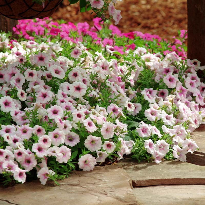 Petunia Shock Wave Pink Vein F1 Seed