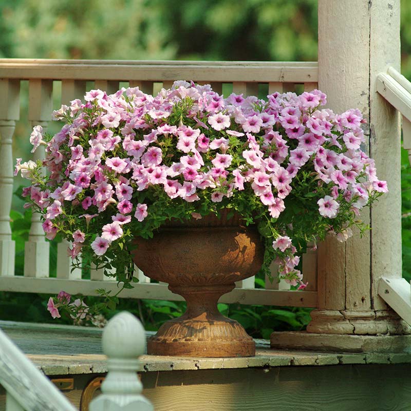 Petunia Shock Wave Pink Vein F1 Seed