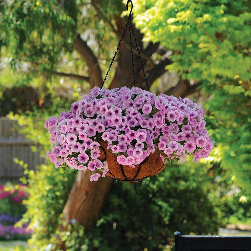 Petunia Shock Wave Pink Vein F1 Seed