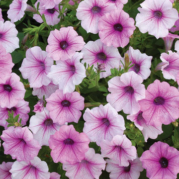 Petunia Shock Wave Pink Vein F1 Seed