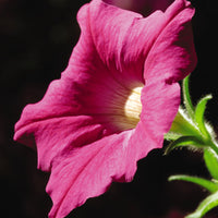 Petunia Shock Wave Rose F1 Seed