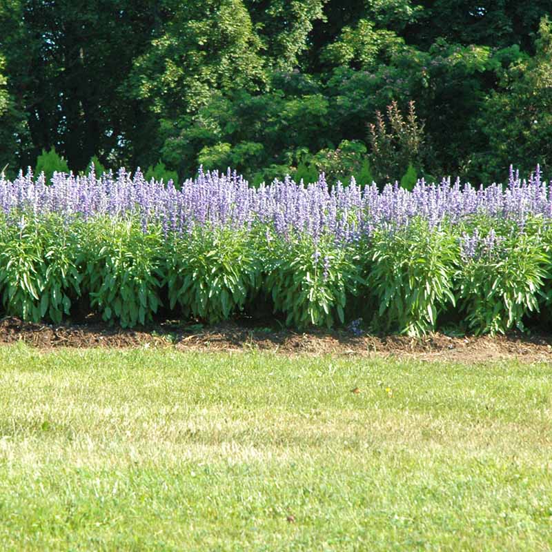 Salvia Fairy Queen Seed