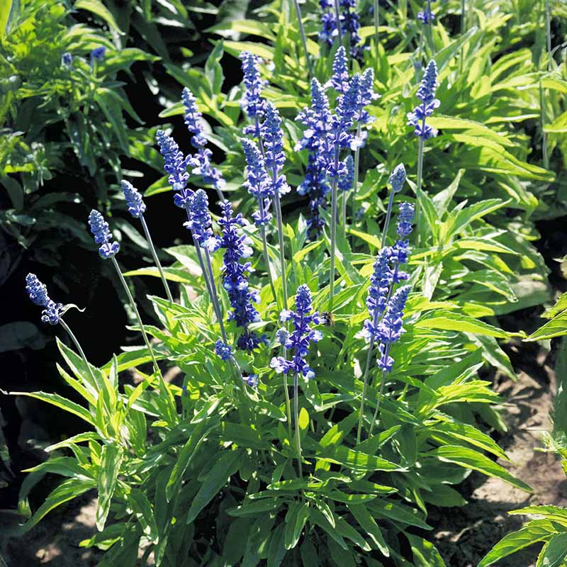 Salvia Fairy Queen Seed