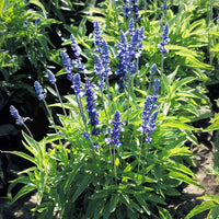 Salvia Fairy Queen Seed