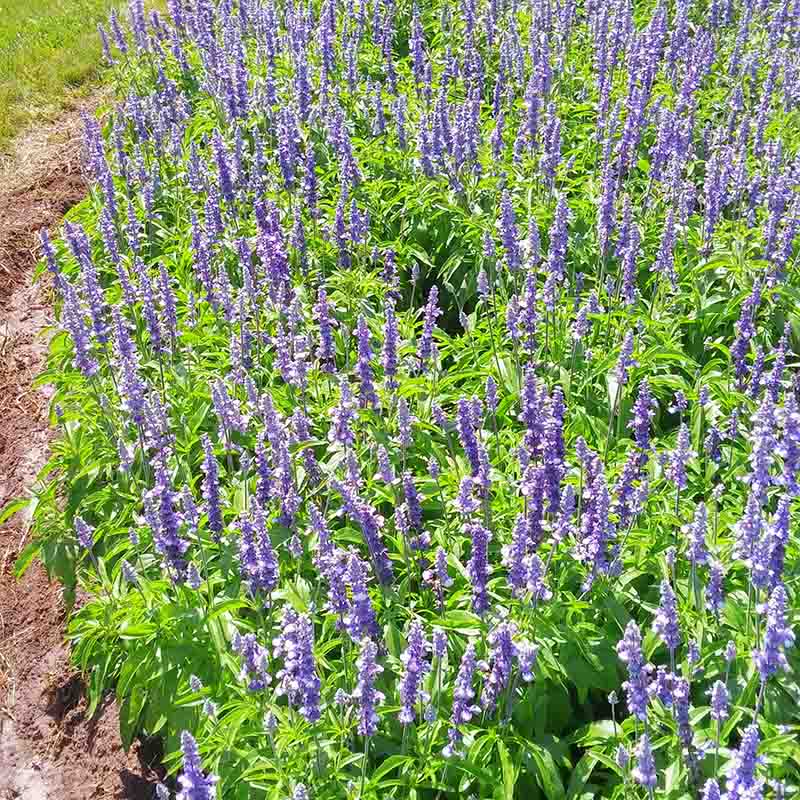 Salvia Fairy Queen Seed