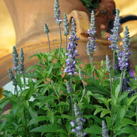 Salvia Fairy Queen Seed