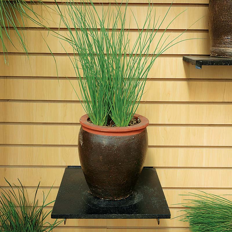 Juncus Blue Arrows Seed