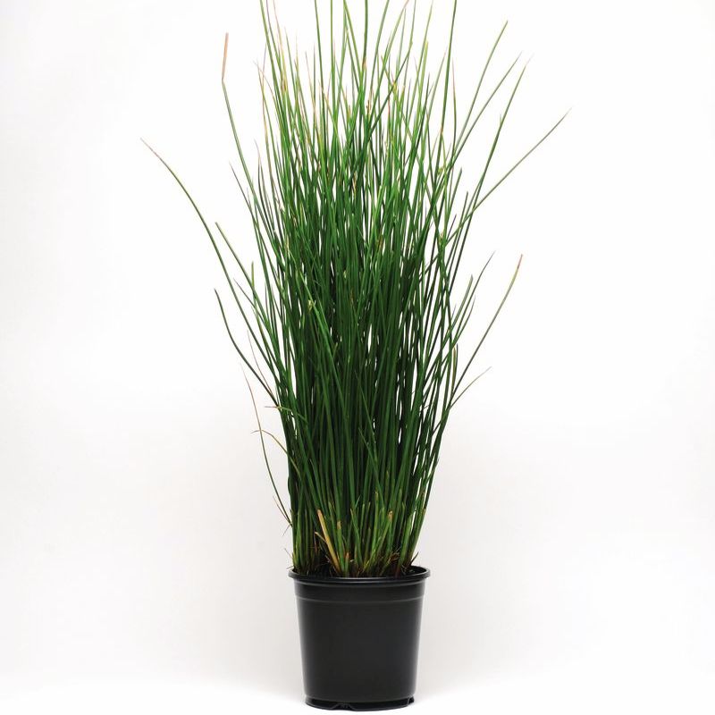 Juncus Javelin Seed