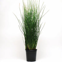 Juncus Javelin Seed