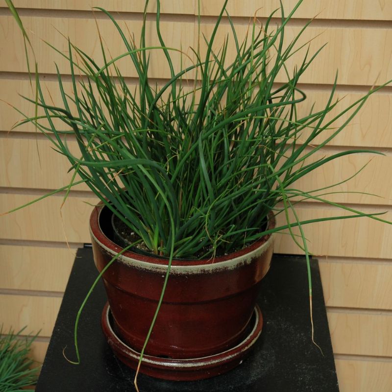 Juncus Javelin Seed