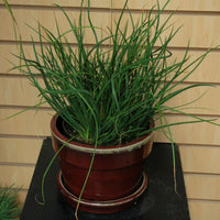 Juncus Javelin Seed