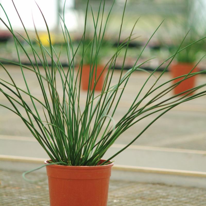 Juncus Javelin Seed