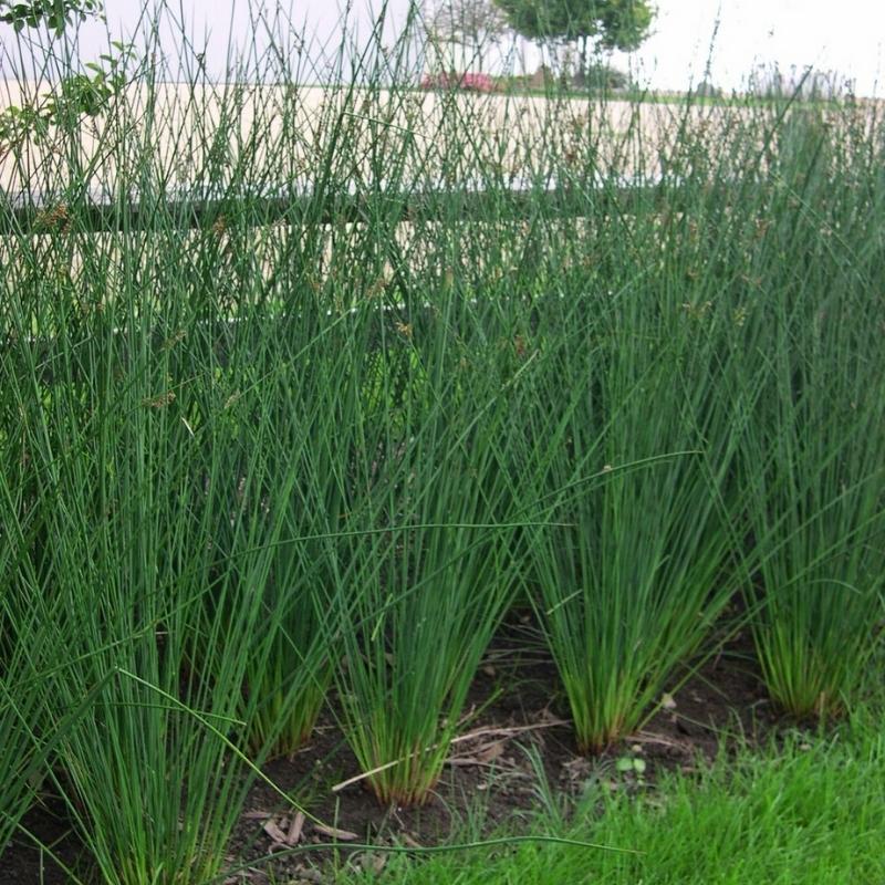 Juncus Javelin Seed