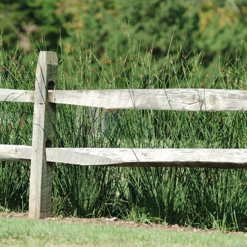 Juncus Javelin Seed