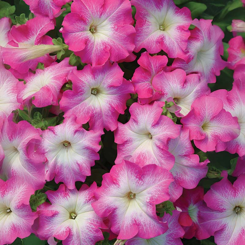 Petunia Dreams Rose Morn F1 Seed