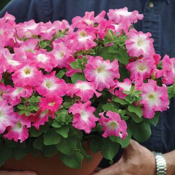 Petunia Dreams Rose Morn F1 Seed