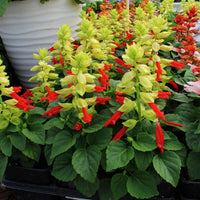 Salvia Reddy Mix Seed