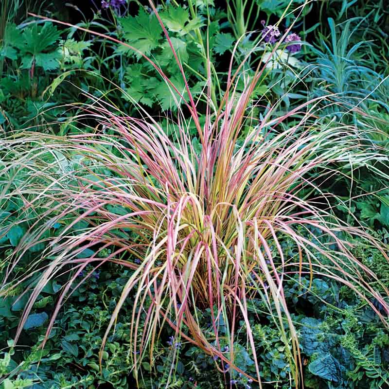 Stipa Sirocco Seed