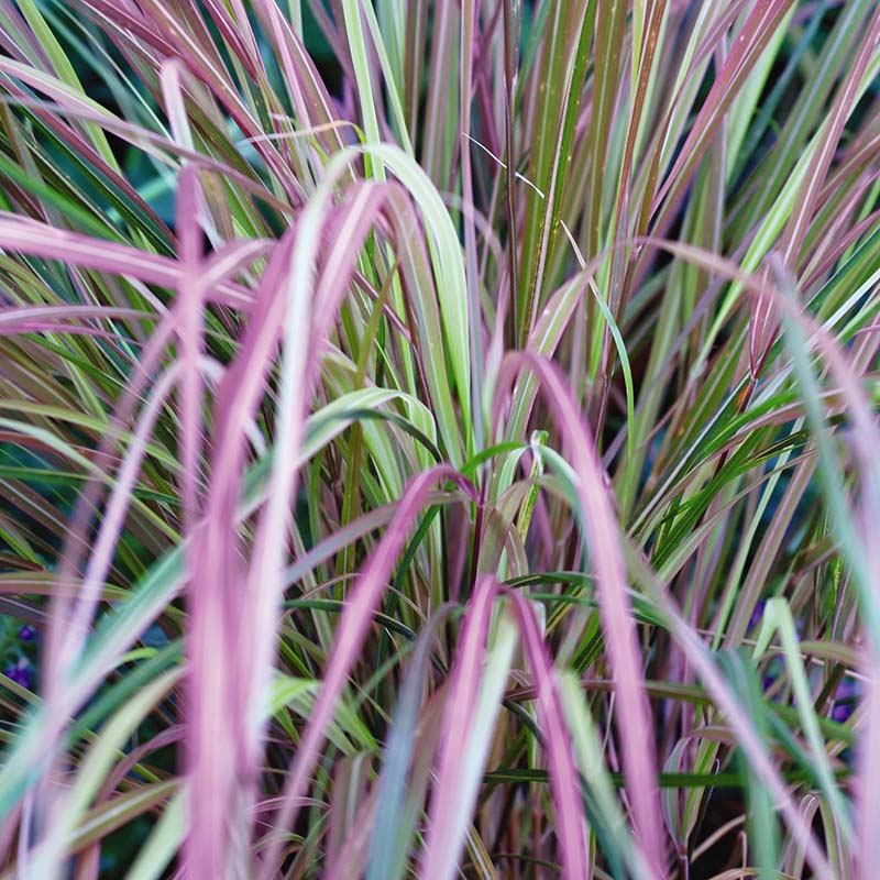 Stipa Sirocco Seed