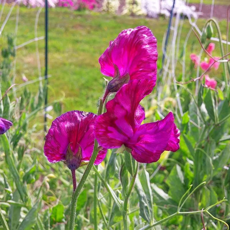 Sweet Pea Incense Mix Seed