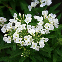 Verbena Tuscany White Seed