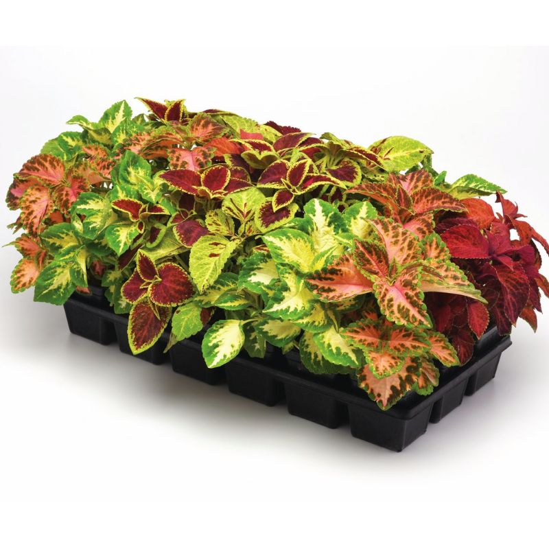 Coleus Wizard Select Mix Seed