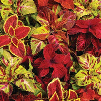 Coleus Wizard Select Mix Seed