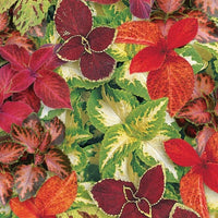 Coleus Wizard Select Mix Seed