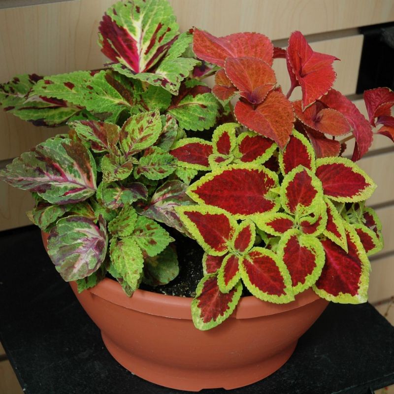 Coleus Wizard Select Mix Seed