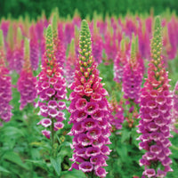 Digitalis Candy Mountain Seed