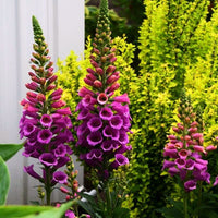 Digitalis Candy Mountain Seed