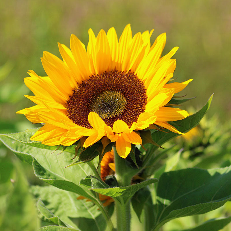 Sunflower Zohar F1 Organic Seed