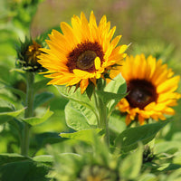 Sunflower Zohar F1 Organic Seed