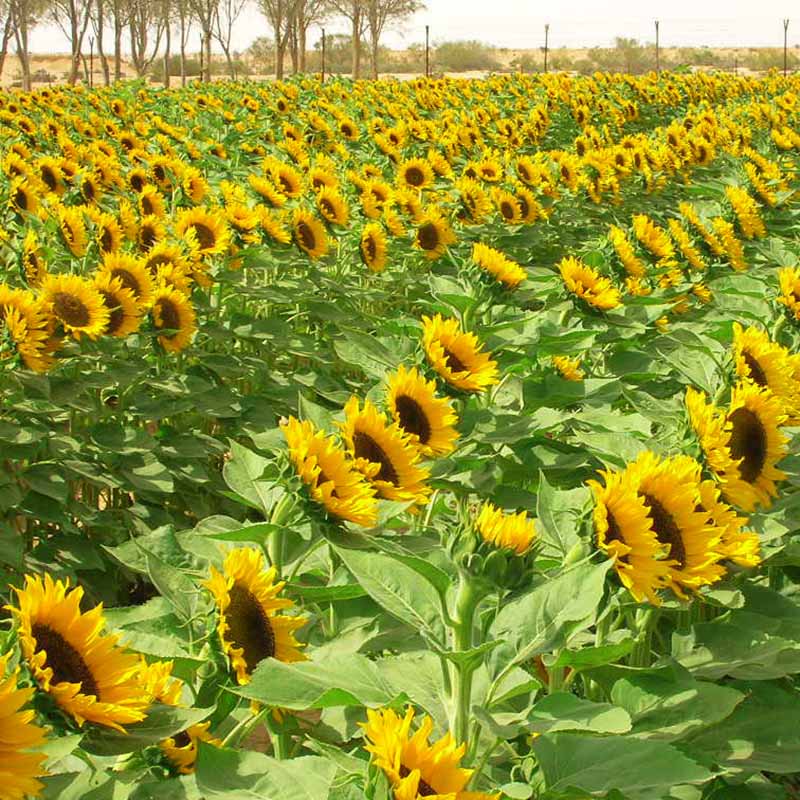 Sunflower Zohar F1 Organic Seed