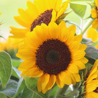 Sunflower Zohar F1 Organic Seed