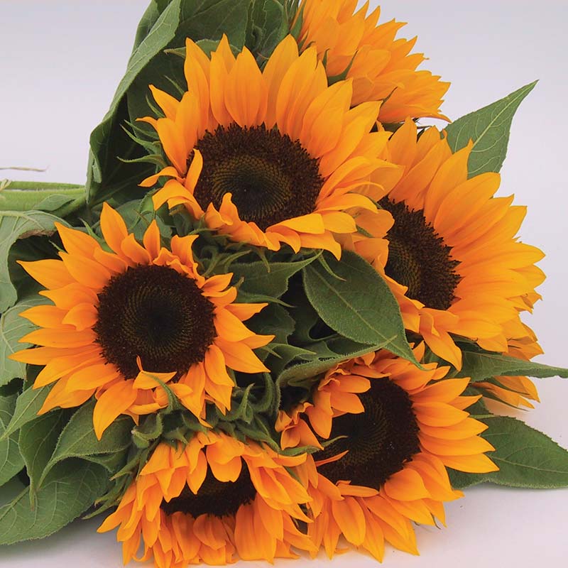 Sunflower Zohar F1 Organic Seed