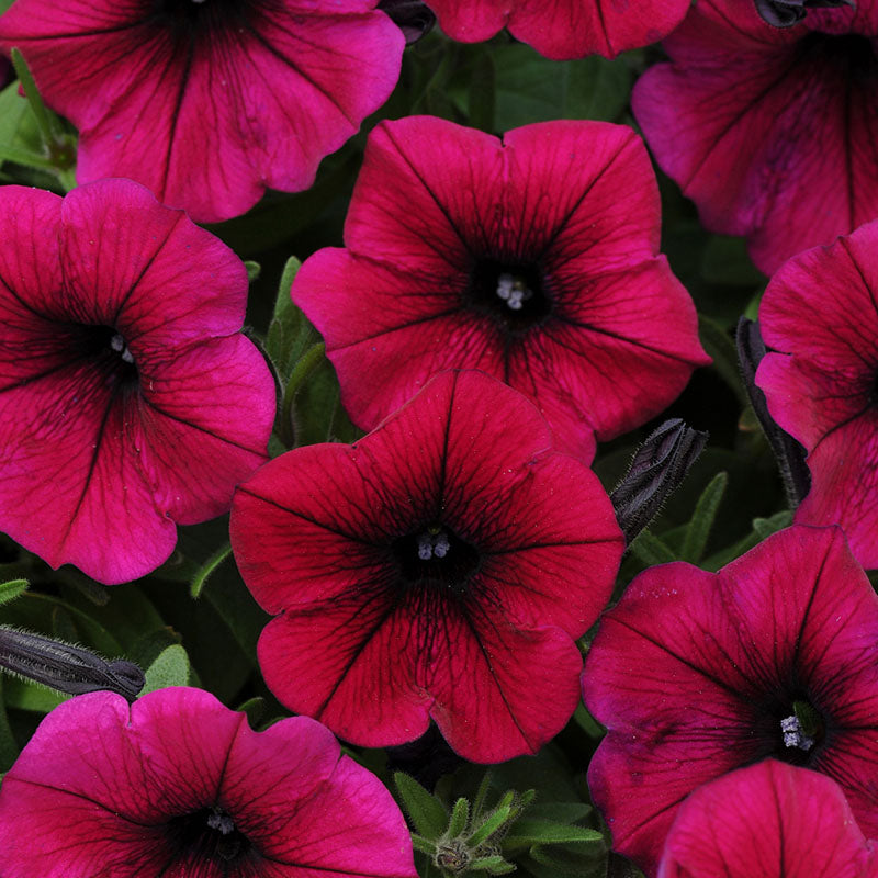 Petunia Shock Wave F1 Collection Seed